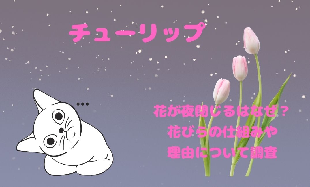 ﾁｭｰﾘｯﾌﾟの花が夜閉じるはなぜ？