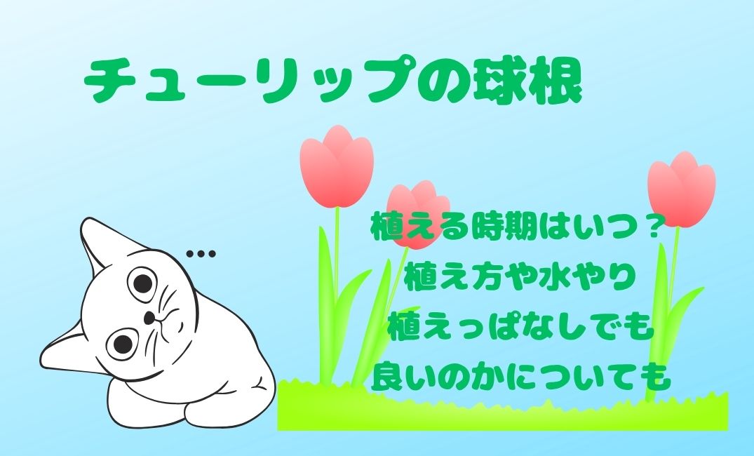 ﾁｭｰﾘｯﾌﾟの球根の植える時期はいつ？