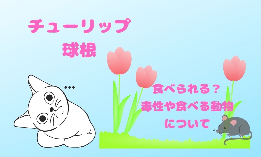 ﾁｭｰﾘｯﾌﾟの球根は食べられる？