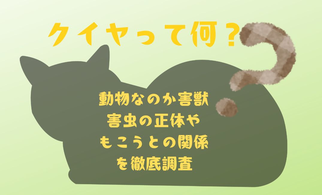 ｸｲﾔって何